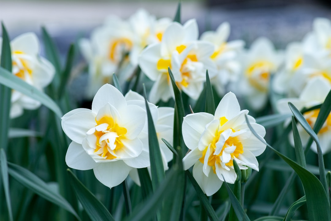 entdecken sie die schönheit der narzissen, auch bekannt als osterglocken, mit ihren hellgelben blüten, die den frühling einläuten und jedem garten farbe verleihen.