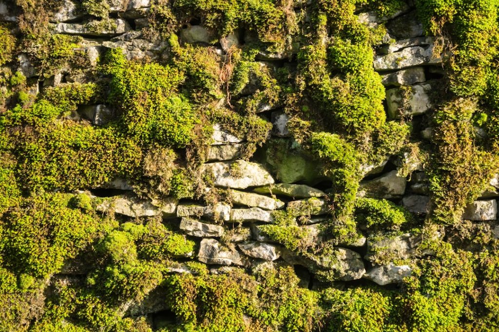 entdecken sie, wie sie mit unserem diy mooswand-projekt natürliche und stilvolle wanddekorationen selbst gestalten können. einfach, nachhaltig und kreativ!