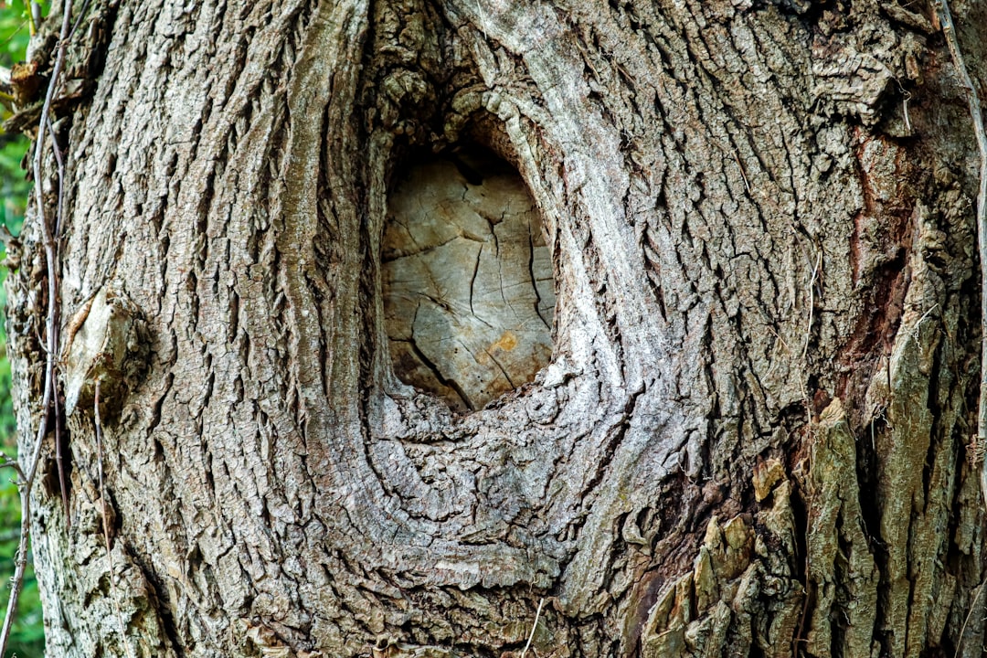 entdecken sie unseren osterbaum mit versteckten ostereiern – eine bezaubernde dekoration für die frühlingssaison und das perfekte highlight für ihre osterfeier.