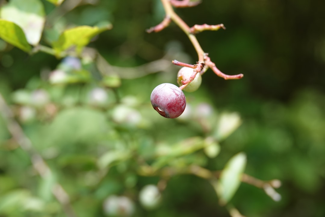entdecken sie alles über den anbau von stachelbeeren: tipps zur pflege, optimale standortwahl und erntehinweise für gesunde und ertragreiche pflanzen.