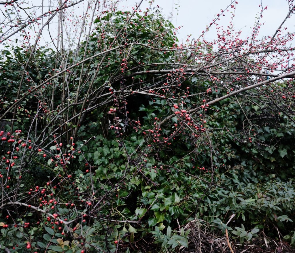 erfahren sie alles über den anbau von stachelbeeren: tipps zu pflanzung, pflege und ernte für eine erfolgreiche ernte.