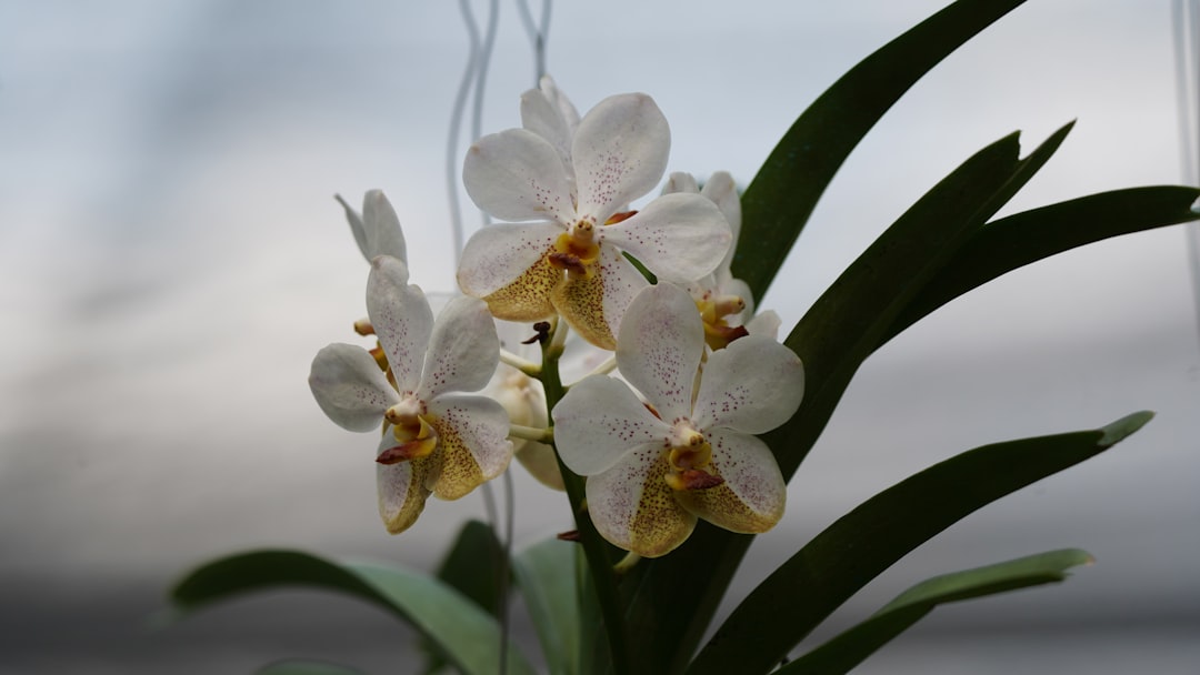 erfahren sie alles über die richtige pflege von orchideen: tipps zu bewässerung, licht, düngung und überwinterung für gesunde und blühfreudige pflanzen.