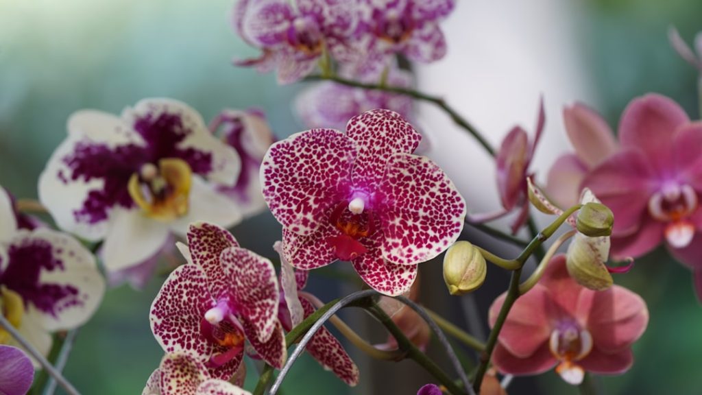 pflegeanleitung für orchideen: tipps und tricks zur optimalen bewässerung, lichtverhältnissen und düngung für gesunde und blühfreudige orchideen.
