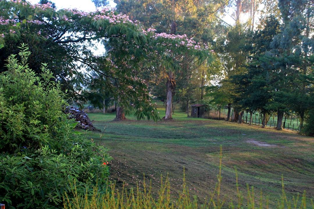 erfahren sie, wie sie pampasgras richtig schneiden, um gesundes wachstum und eine attraktive optik zu fördern. tipps zur pflege und zum rückschnitt im herbst.
