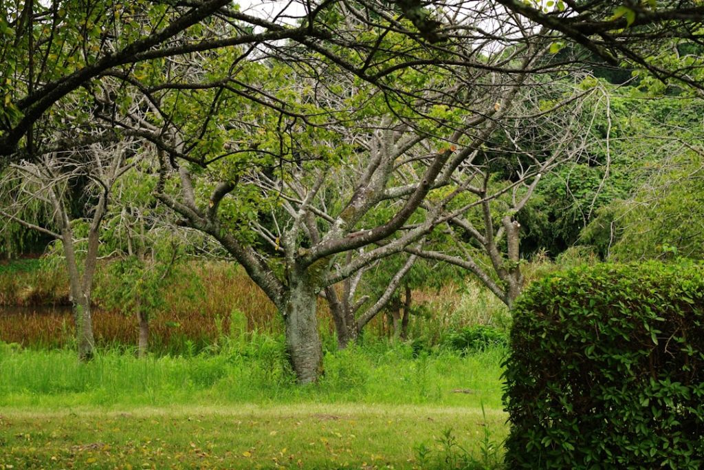 erfahren sie, wie sie pampasgras richtig schneiden, um gesundes wachstum und eine schöne form zu fördern. praktische tipps zur pflege und schnittzeit.
