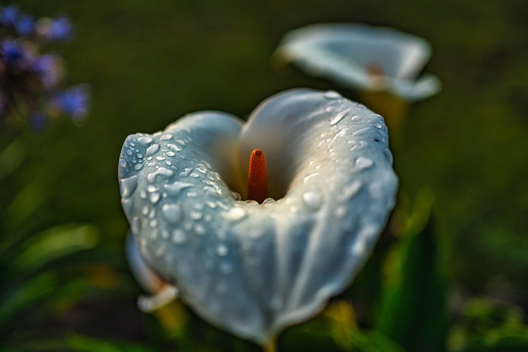 pflegeanleitung für die friedenslilie: tipps zur optimalen bewässerung, beleuchtung und düngung für gesunde und blühende pflanzen.