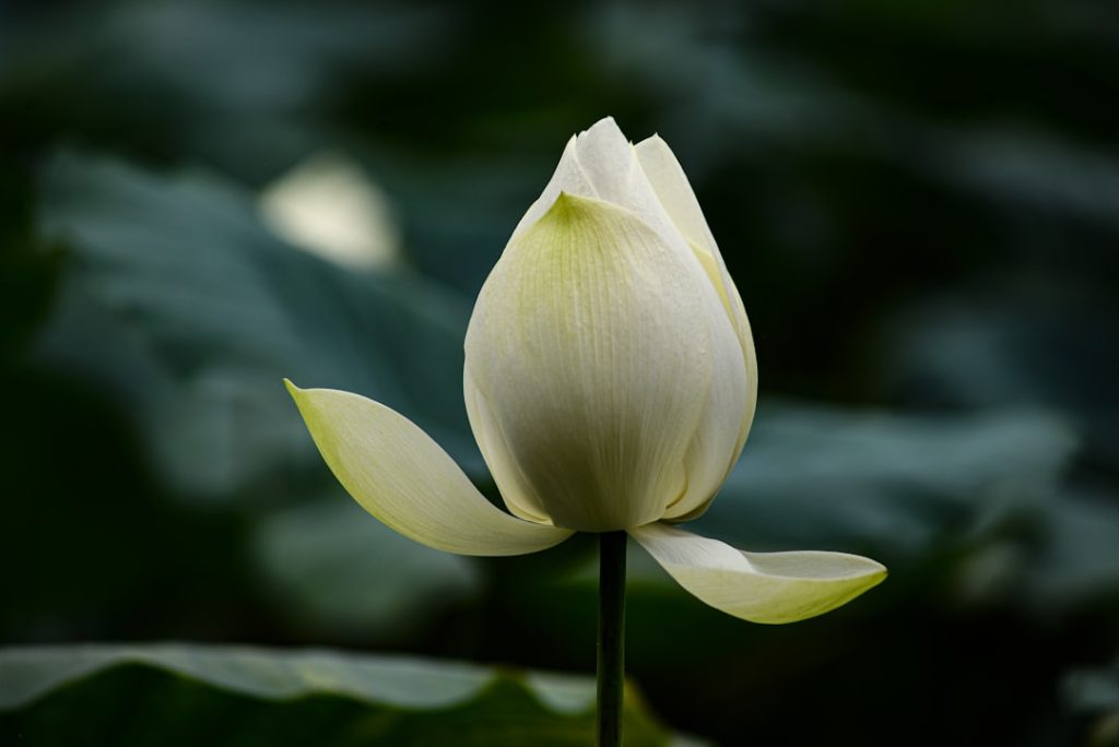 pflegehinweise für die einblattpflanze (friedenslilie): tipps zum gießen, lichtbedarf und optimale bedingungen für gesunde, grüne blätter.