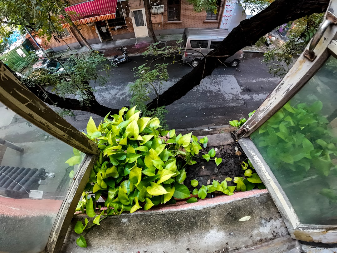 pflegehinweise für pothos: tipps zur bewässerung, lichtverhältnissen und düngung, damit ihre pothos-pflanze gesund und schön wächst.