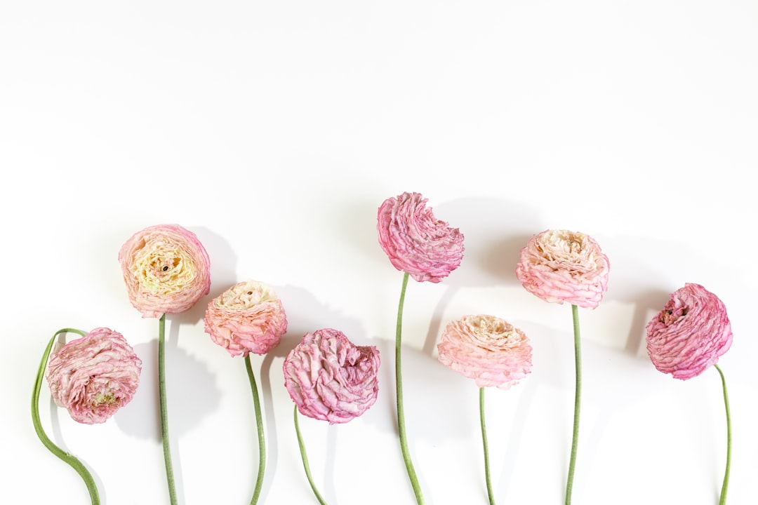 entdecken sie die schönheit und vielfalt des ranunkels, einer bezaubernden blume, die für ihre leuchtenden farben und üppigen blüten bekannt ist. perfekt für gärten und florale arrangements.