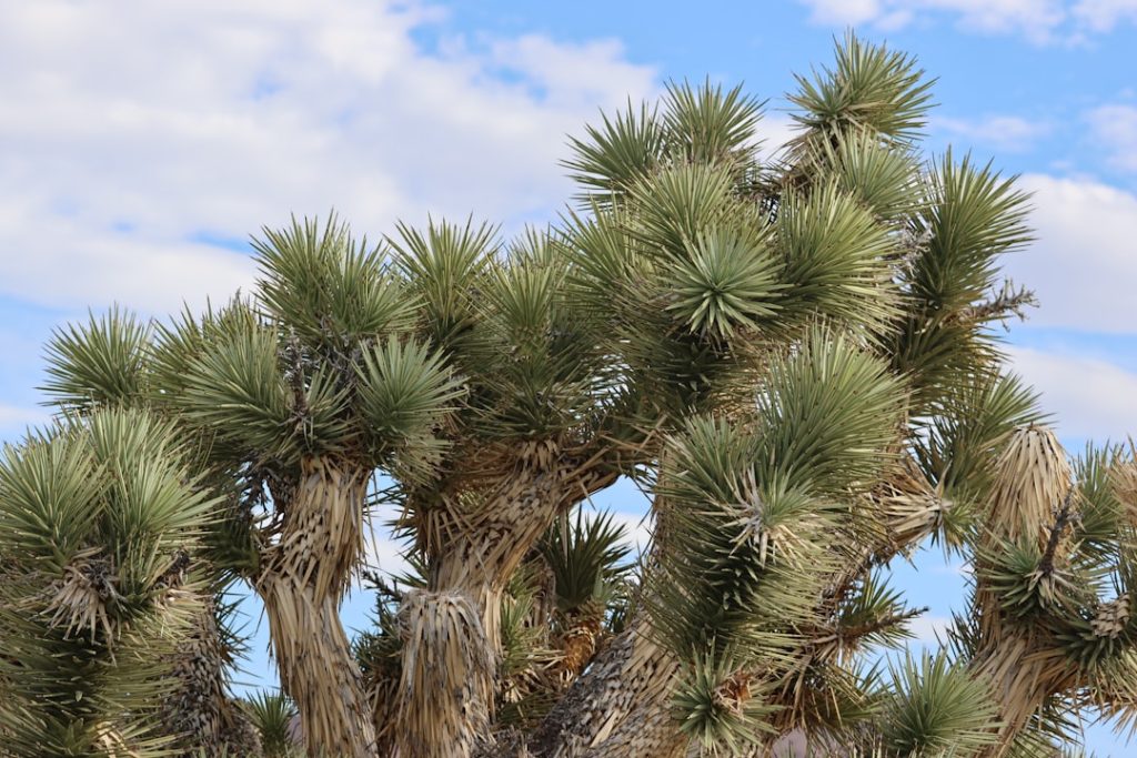 erfahren sie, wie sie ihre yucca-pflanze richtig pflegen, gießen und gesund halten. tipps zur optimalen standortwahl und düngung für eine prächtige yucca.