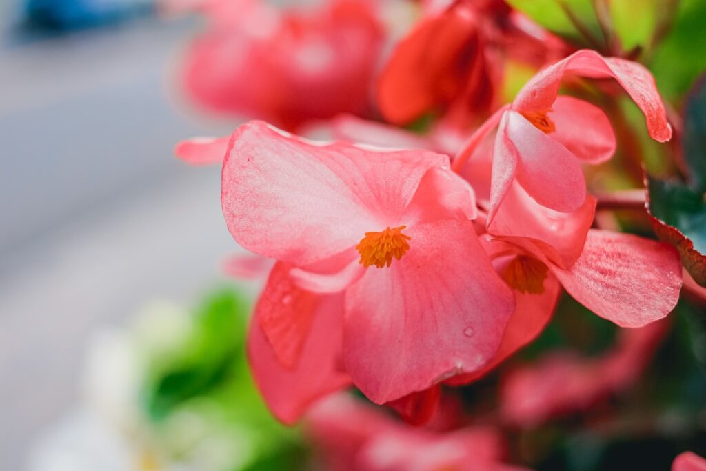 erfahren sie, wie sie begonien richtig pflegen, um gesundes wachstum und blühende pflanzen zu gewährleisten. tipps zur bewässerung, lichtverhältnissen und düngung.