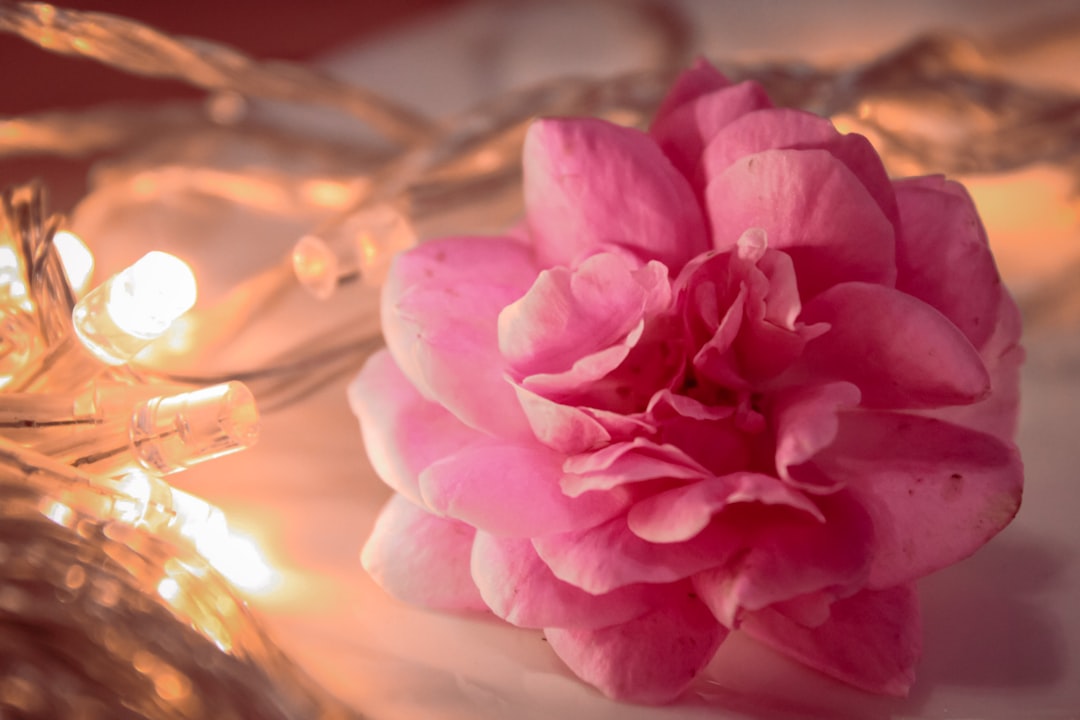 entdecken sie die heilenden eigenschaften der christrose – eine faszinierende pflanze, die wohlbefinden und gesundheit fördert. erfahren sie mehr über ihre anwendung und wirkung.