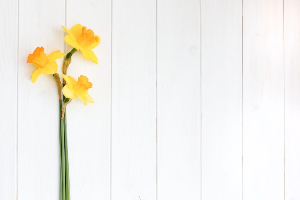 entdecken sie die schönheit der narzissen: leuchtende gelbe frühlingsblumen, die gärten und landschaften mit ihrem freundlichen charme verschönern.