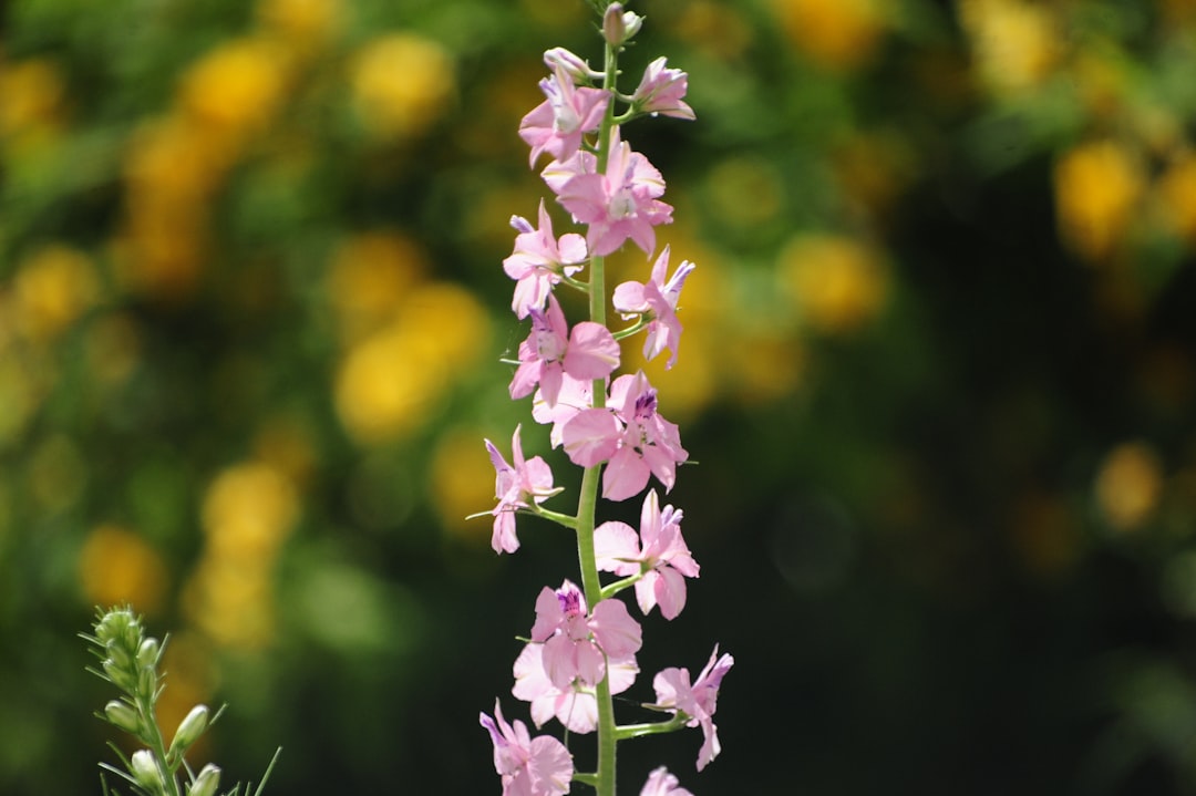 delphinium: entdecken sie die eleganten, hochwachsenden stauden mit leuchtenden blüten, perfekt für ihren garten und blumenarrangements.