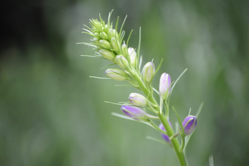 entdecken sie die bezaubernde schönheit des rittersporns (delphinium) – eine prächtige blume mit leuchtenden farben, ideal für gärten und blumenarrangements.