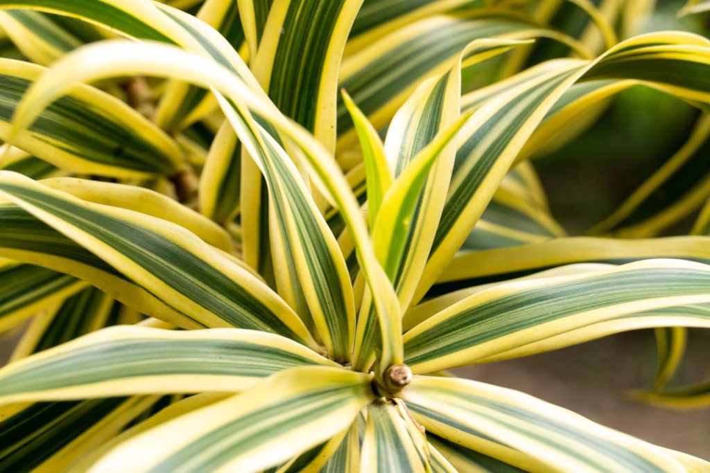 erfahren sie, wie sie ihre dracaena-pflanze richtig pflegen, um gesundes wachstum und lange lebensdauer zu gewährleisten. tipps zu bewässerung, licht und düngung.