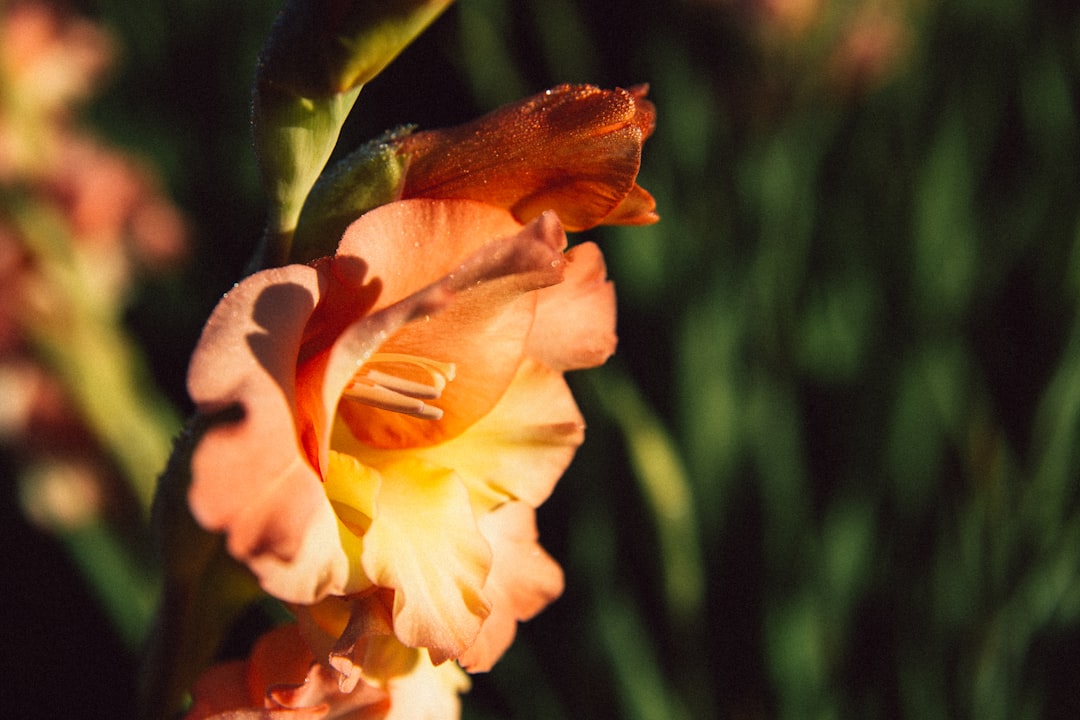 entdecken sie die schönheit der gladiolen – elegante blumen mit leuchtenden farben, perfekt für garten und floristik.