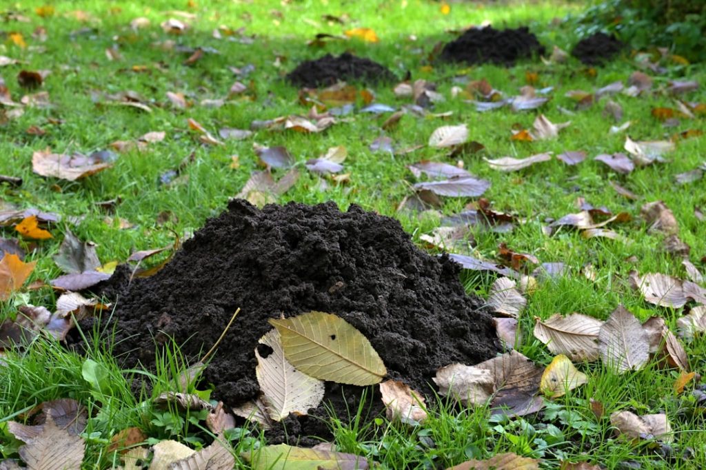 hochwertige rasenerde für einen gesunden und dichten rasen. verbessern sie die bodenstruktur und fördern sie das wachstum ihres grüns mit unserer speziell entwickelten lawn soil.