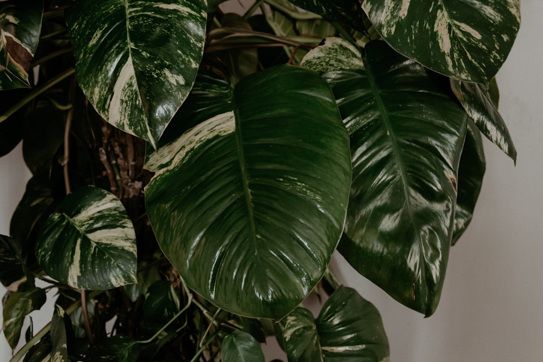 pflegehinweise für philodendron: erfahren sie, wie sie ihren philodendron richtig gießen, düngen und pflegen, um gesundes wachstum und schöne blätter zu fördern.