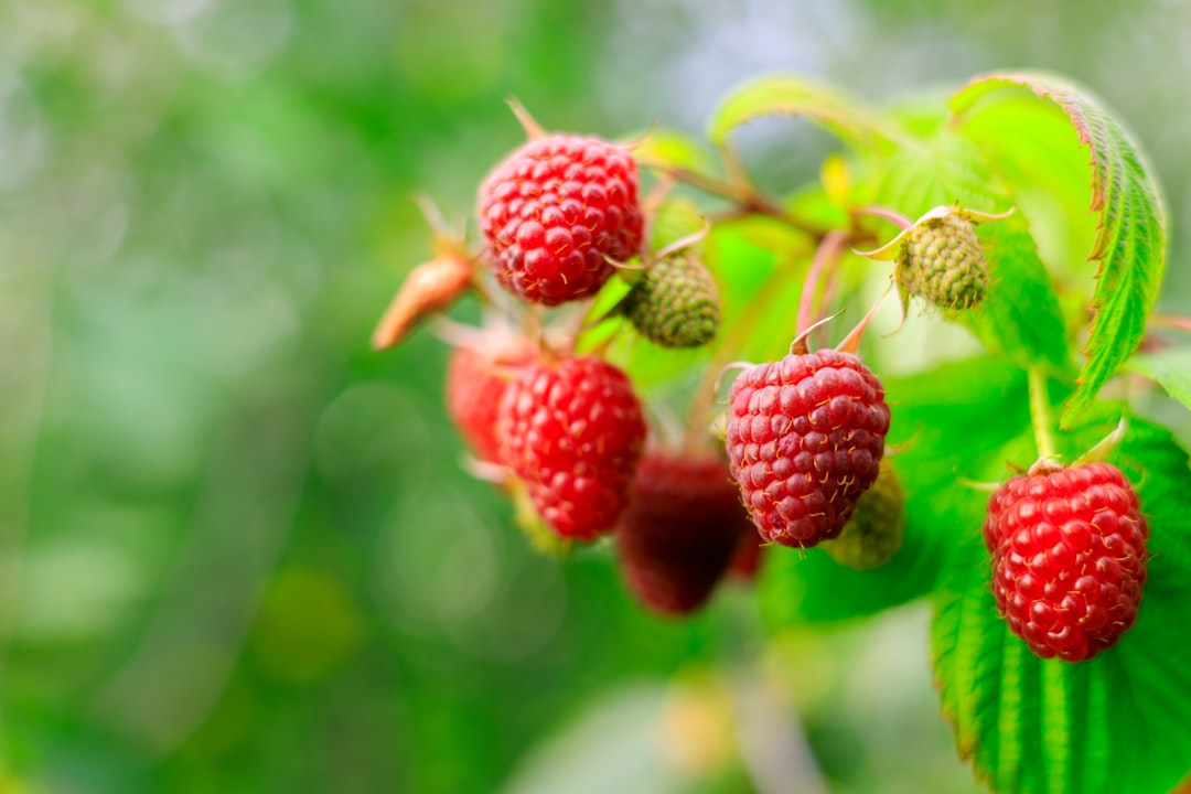 erfahren sie alles über den anbau von himbeeren: tipps zur pflanzung, pflege und ernte für gesunde und schmackhafte früchte.