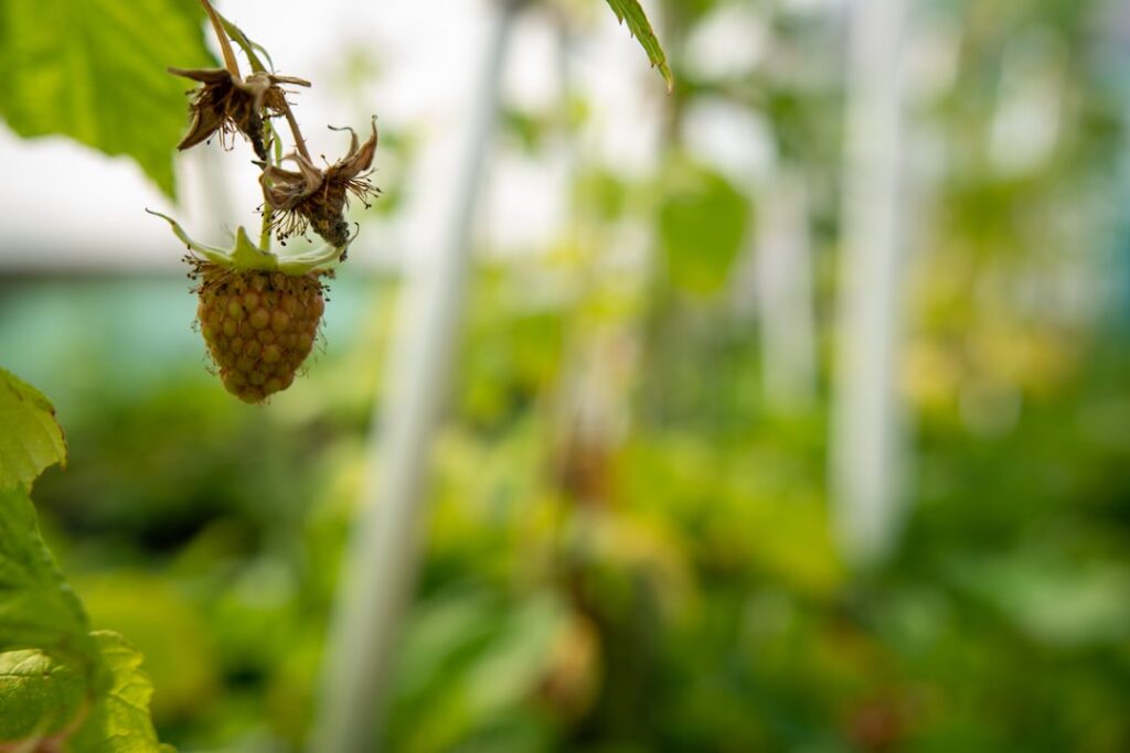 erfahren sie alles über den anbau von himbeeren: tipps zur pflanzung, pflege und ernte für eine erfolgreiche himbeerzucht.