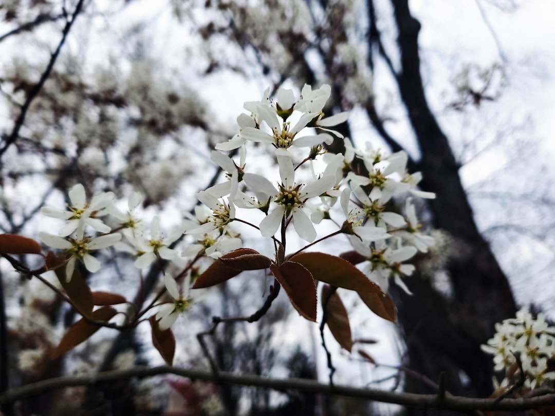 entdecken sie die vielseitige serviceberry, auch bekannt als speierling, eine attraktive und nahrhafte pflanze für garten und natur.