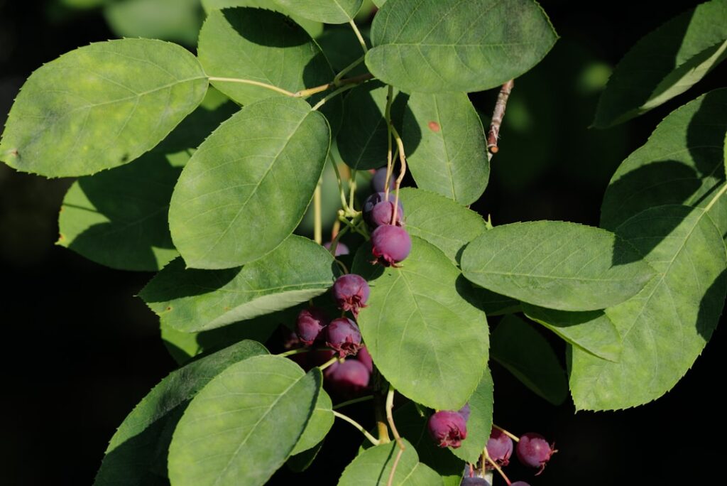 serviceberry: entdecken sie die vielseitige pflanze mit essbaren beeren, die sowohl in gärten als auch in der natur beliebt ist. erfahren sie mehr über anbau, pflege und verwendungsmöglichkeiten.