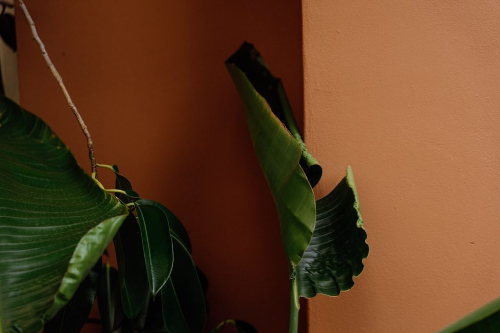 erfahren sie, wie sie ihre strelitzia-pflanze richtig pflegen, um gesundes wachstum und wunderschöne blüten zu fördern. tipps zu bewässerung, licht und düngung.