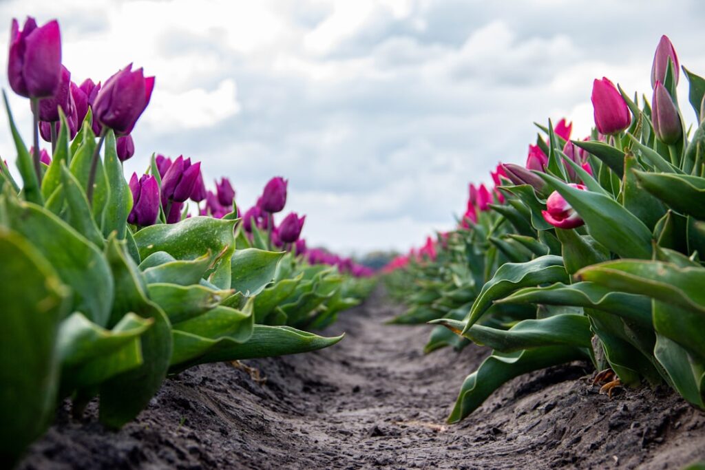erfahren sie, wie sie tulpen richtig pflanzen und pflegen, um eine bunte und gesunde blüte in ihrem garten zu gewährleisten.