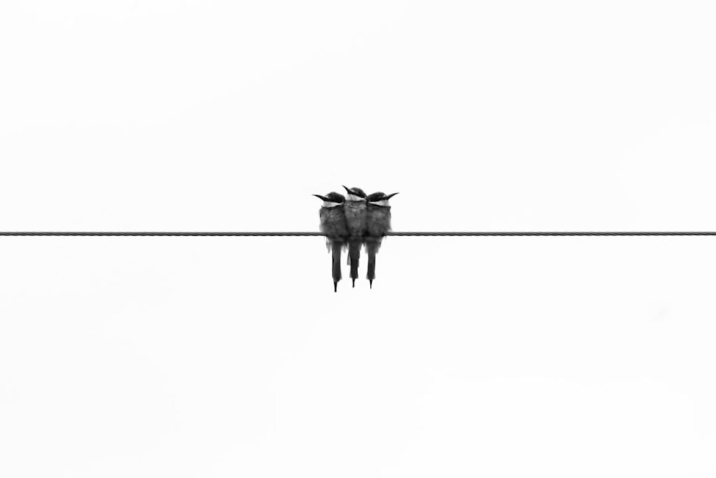 entdecken sie die kunst des minimalismus: weniger ist mehr, klare linien und einfache eleganz für ein harmonisches leben.