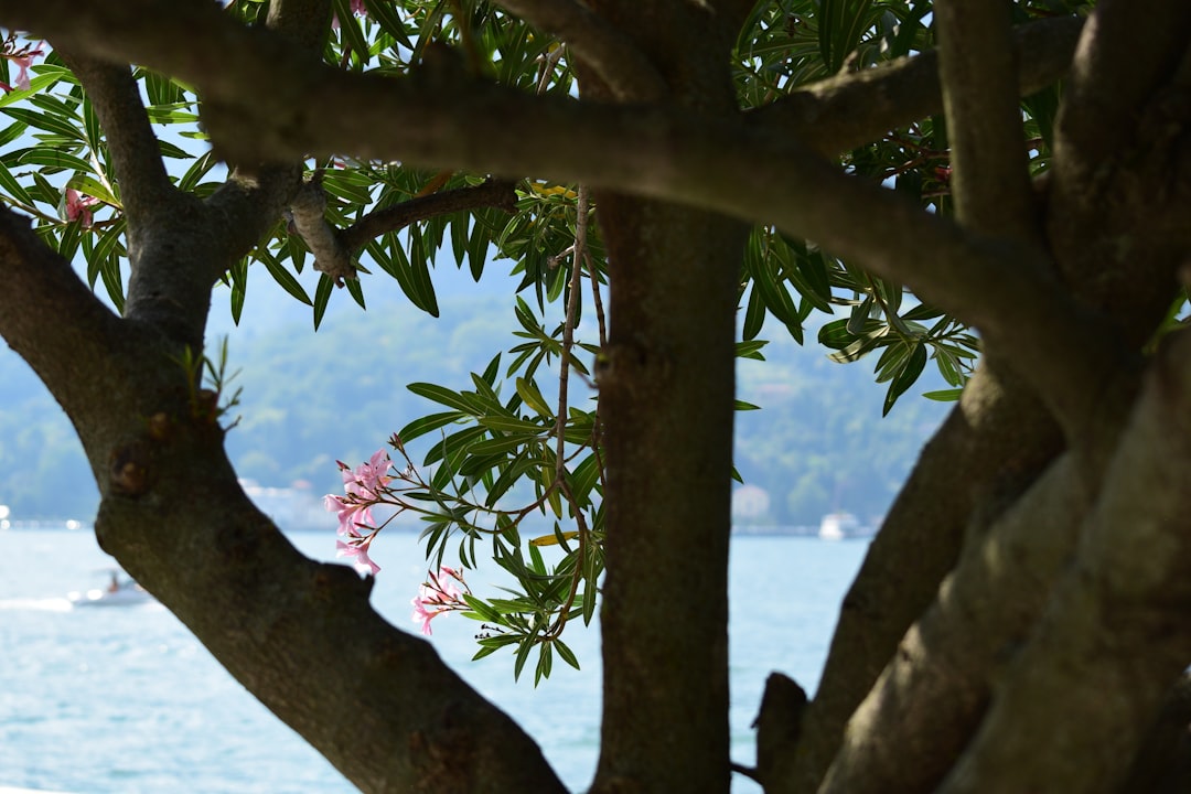 entdecken sie alles über oleander: pflege, wachstum und tipps für wunderschöne, blühende pflanzen in ihrem garten.