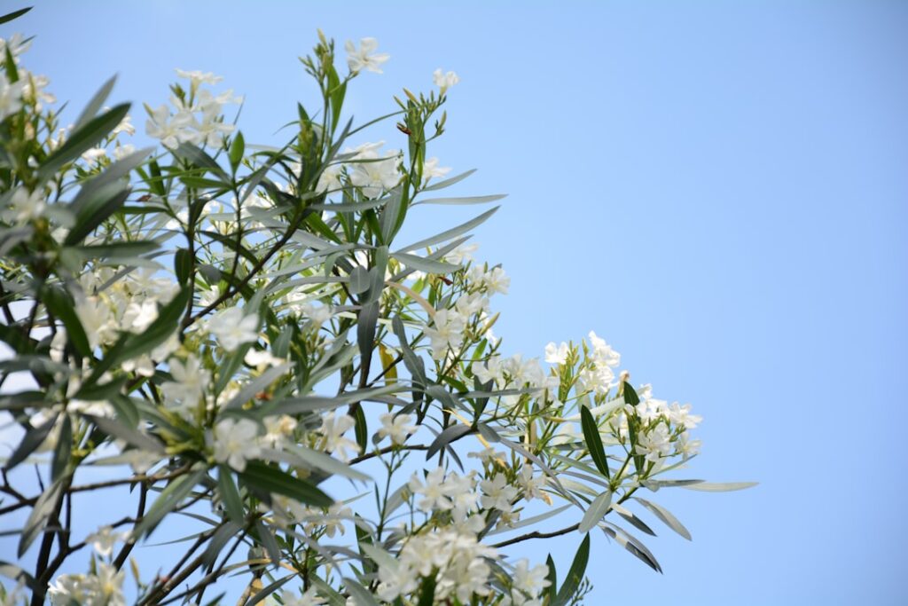 entdecken sie die schönheit des oleanders: ein immergrüner strauch mit farbenfrohen blüten, ideal für mediterrane gärten und sonnige terrassen.