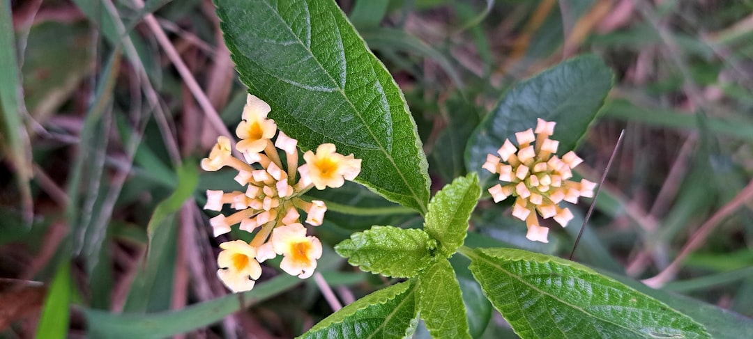 entdecken sie die vielfältigen eigenschaften und anwendungen von verbene, einer aromatischen pflanze mit heilenden kräften und angenehmem duft.