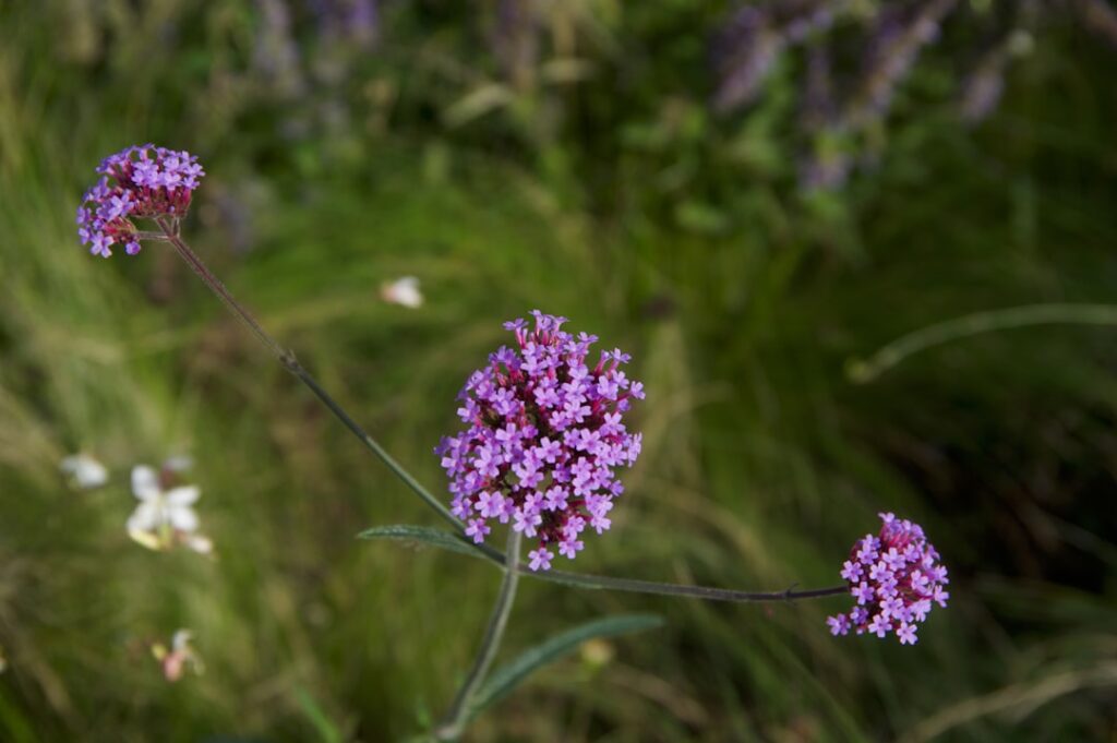 entdecken sie die vielseitige verbena-pflanze, bekannt für ihre schönen blüten und ihre verwendung in gärten und als heilpflanze.
